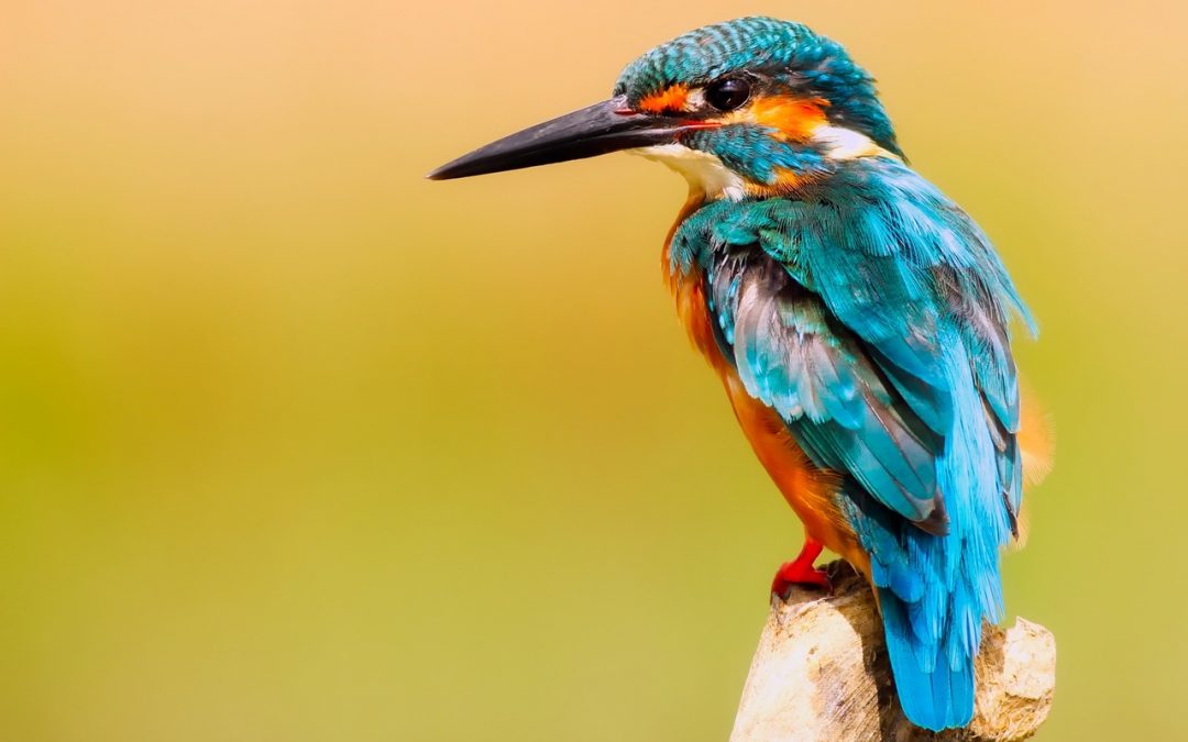TIPS FOR THE BEST BIRD WATCHING IN COSTA RICA TIPS FOR THE BEST BIRD WATCHING IN COSTA RICA