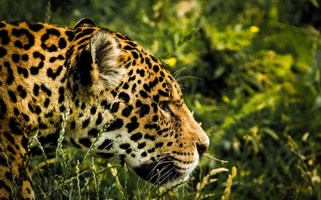 SOME ANIMALS TO BE AWARE OF IN COSTA RICA SOME ANIMALS TO BE AWARE OF IN COSTA RICA