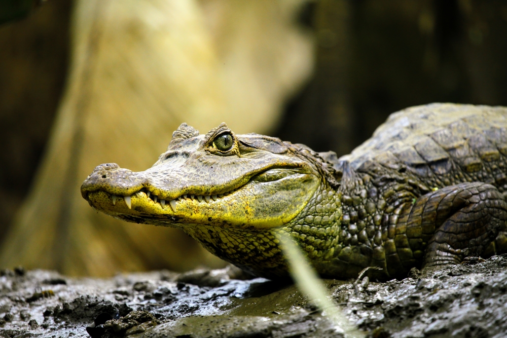 EVERYTHING YOU NEED TO KNOW ABOUT CROCODILE TOURS IN COSTA RICA
