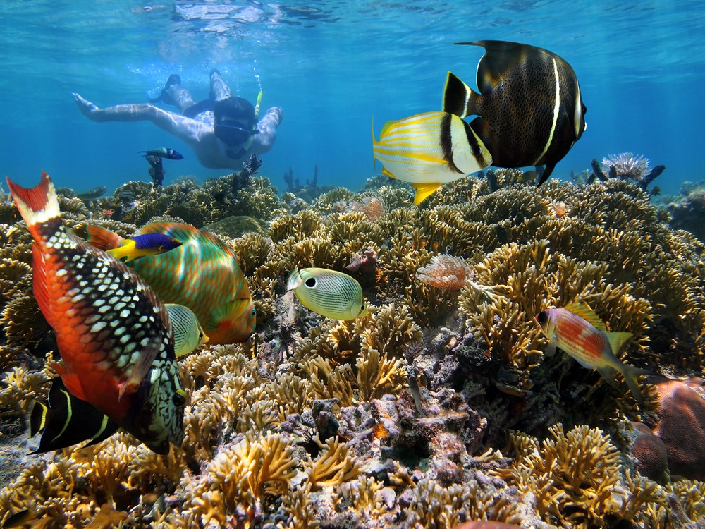Fish Species In Costa Rica | Ocean Ranch Park