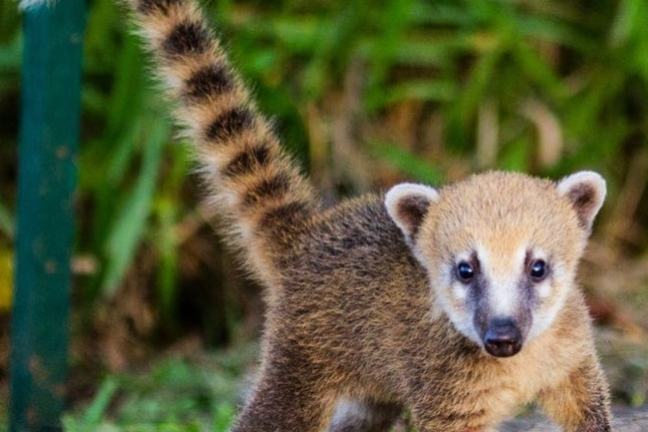Coati with a long striped tail standing on the ground with greenery in the background.