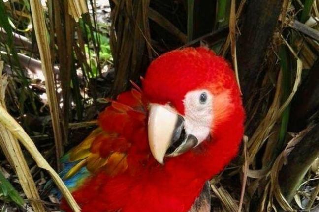 Bright red parrot with colorful feathers sitting among tree branches.