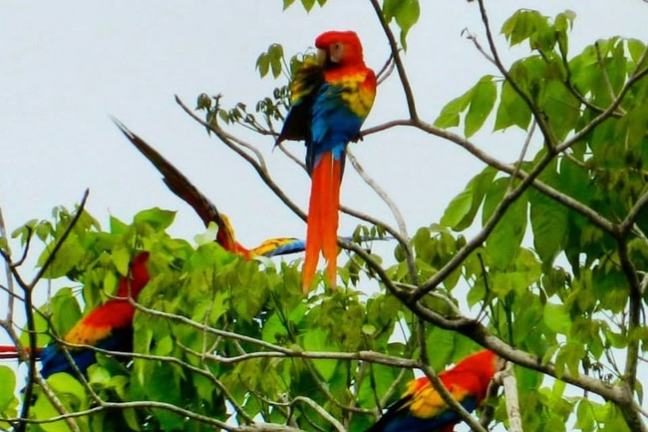 Colorful macaws perched on green leafy branches.