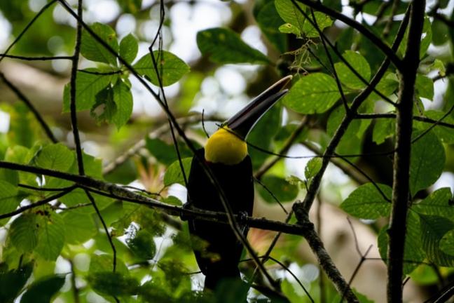 Toucan perched in a tree surrounded by green leaves.