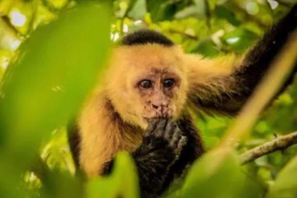 Capuchin monkey in tree surrounded by green leaves, touching face with one hand.