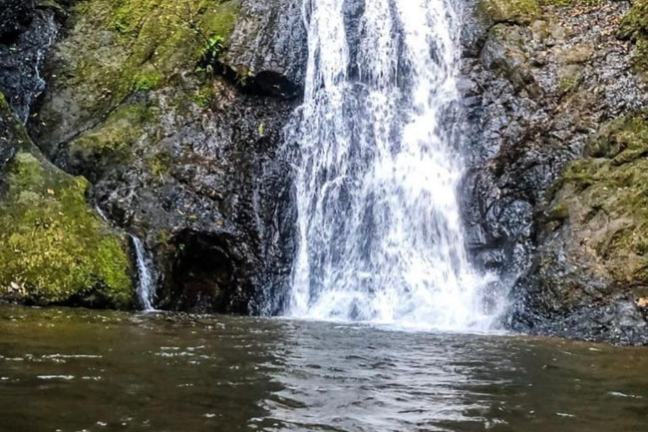 Waterfall cascading down moss-covered rocks into a pool surrounded by lush greenery.