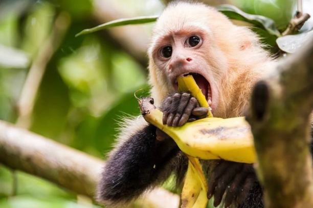 Capuchin monkey eating a banana in a tree in a jungle setting.