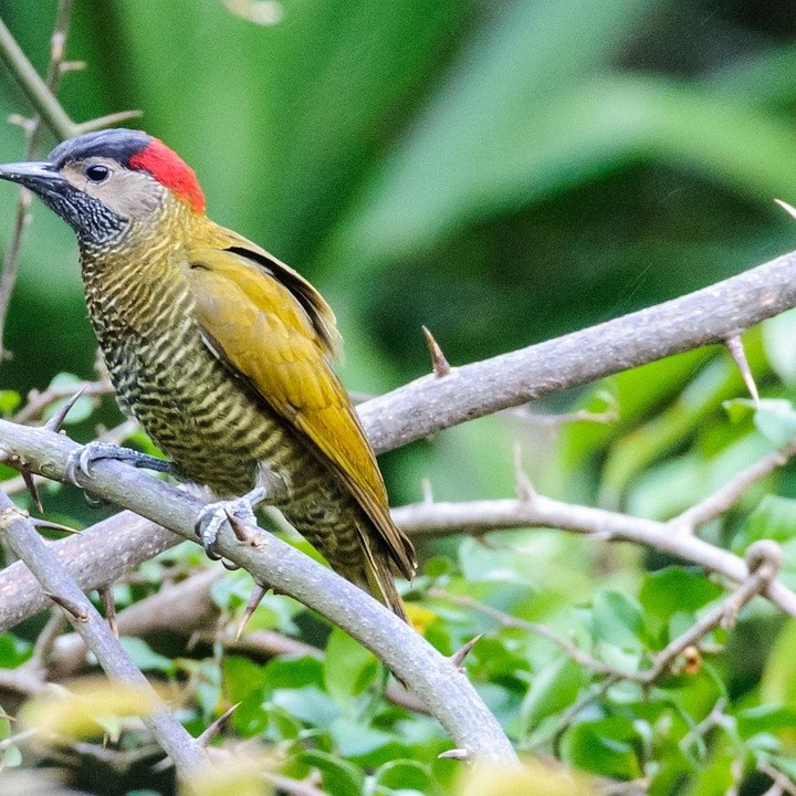a colorful bird perched on a tree branch