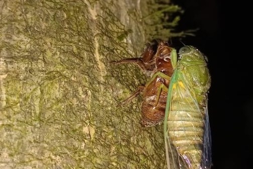 Cicada emerging from its shell on a mossy tree trunk at night.