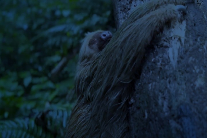 A sloth clings to a tree at night in a forest setting.